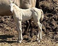 palomino-blaze-dun-dilution-horse