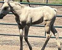 blaze-dun-dilution-horse