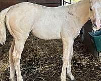 gentle-stallion-quarter-horse