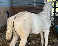 treasured-quarter-horse