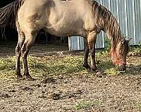 tacoma-horse