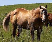 all-american-mare