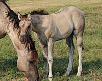 pocito-pine-glo-horse