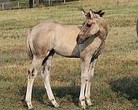 pocito-pine-glo-mare