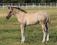 krogman-horse