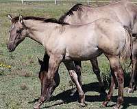 aqha-champion-mare