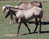pocito-pine-glo-quarter-horse