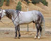 athletic-quarter-horse