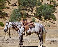 beginner-quarter-horse