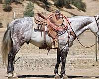 calf-roping-quarter-horse
