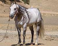 endurance-quarter-horse