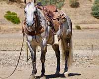 experienced-quarter-horse