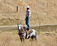 kid-safe-quarter-horse