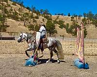 parade-quarter-horse