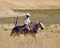 performance-quarter-horse