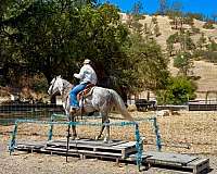 playday-quarter-horse