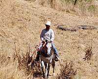 ranch-quarter-horse