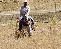 ranch-versatility-quarter-horse