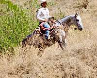 ridden-western-quarter-horse