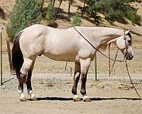 athletic-quarter-horse