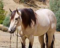 beginner-quarter-horse
