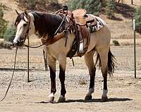 calf-roping-quarter-horse