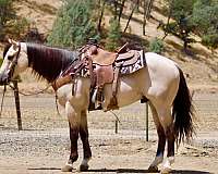 endurance-quarter-horse