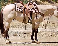 experienced-quarter-horse