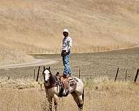 flashy-quarter-horse