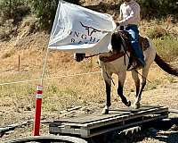 kid-safe-quarter-horse