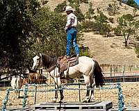 parade-quarter-horse