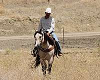 performance-quarter-horse