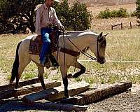 playday-quarter-horse