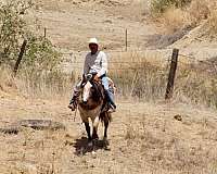 ranch-quarter-horse