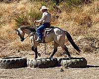 ranch-versatility-quarter-horse