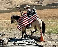 ranch-work-quarter-horse