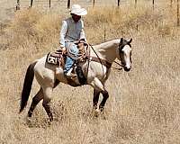 ridden-western-quarter-horse