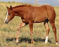 quarter-horse-filly