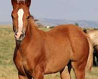 sorrel-halter-performance-horse