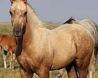 aqha-palomino-colt-stallion