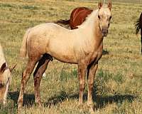 quarter-horse-for-sale