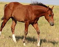 quarter-horse-colt