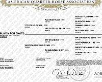 quarter-horse-for-sale