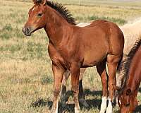 quarter-horse