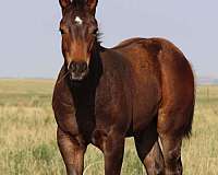 quarter-horse-colt