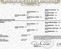 quarter-horse-for-sale