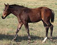 quarter-horse