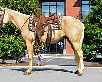 athletic-quarter-horse