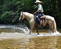 endurance-quarter-horse