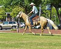 experienced-quarter-horse